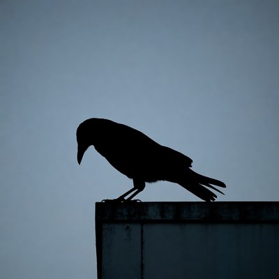 Silhouette of crow on roof edge