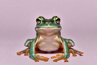 Green tree frog on pink background