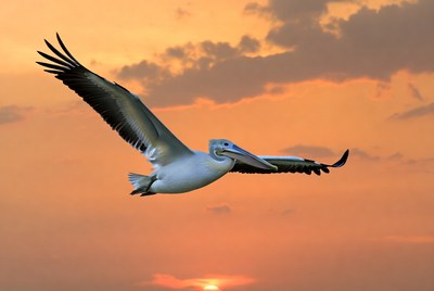 Pelican flying at sunset