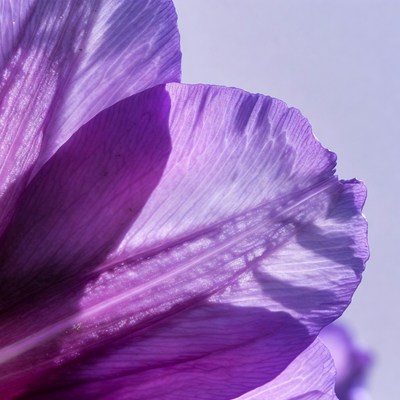 Purple Flower Petals Closeup