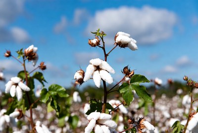 White Cotton Bolls in Field