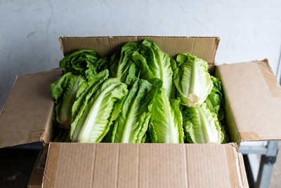 Fresh Lettuce in Cardboard Box