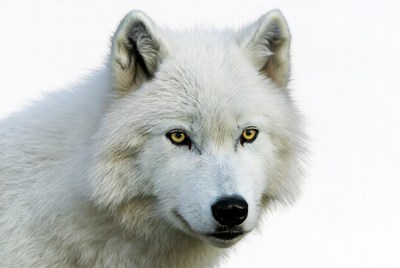 White Arctic Wolf Closeup