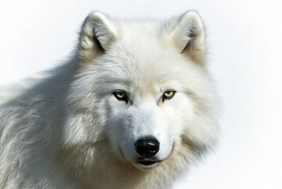 White wolf close-up portrait