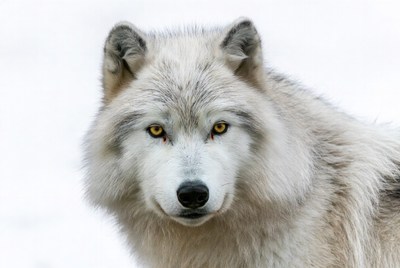 White wolf with yellow eyes