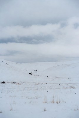 Snowy Valley with Dark Bushes