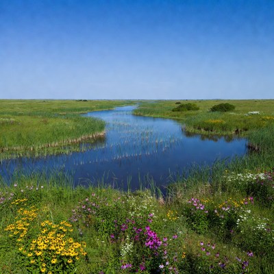 Winding River in Grassy Wetland