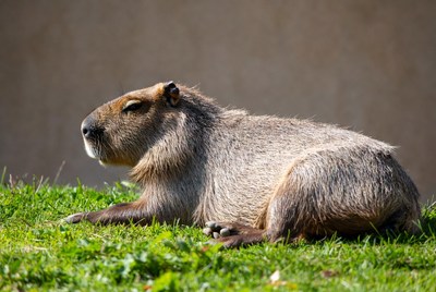 Capybara lying on grass