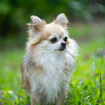 Fluffy Chihuahua standing in grass