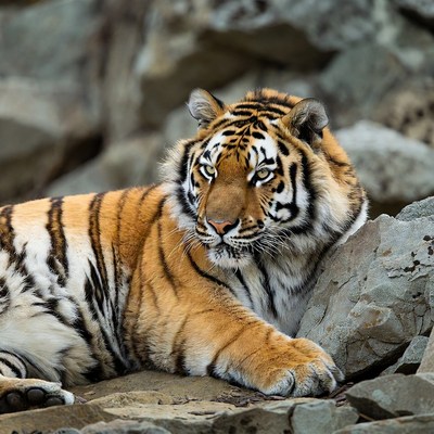 Tiger lounging on rocks
