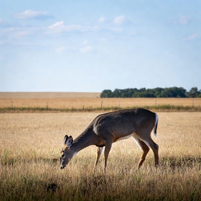 White-tailed deer grazing in golden field