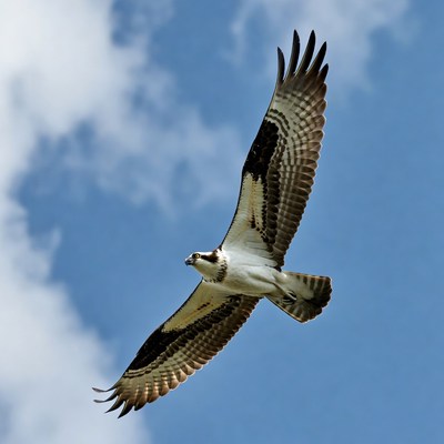 Osprey flying over blue sky