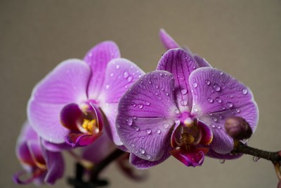 Purple orchids with water droplets