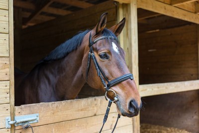 Brown horse in wooden stable