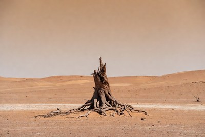 Dead tree stump in desert