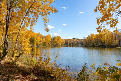 Autumn Trees Surrounding Calm Lake