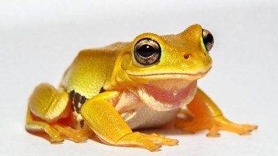 Yellow tree frog on white background