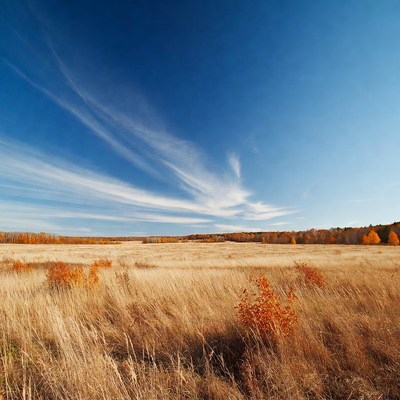Autumn golden field under blue sky