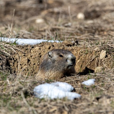 Groundhog emerging from burrow