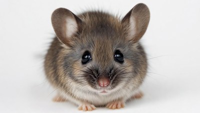 Cute brown mouse close-up