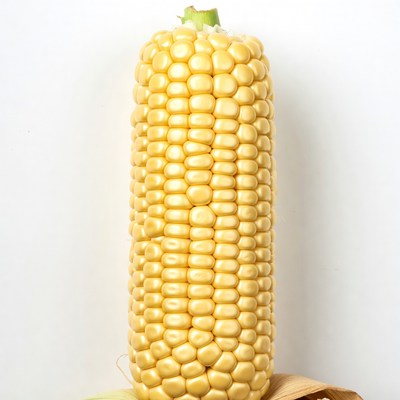 Fresh corn cob on white background