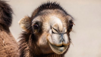 Baby camel close-up portrait