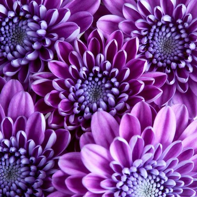 Purple Daisy Flowers Closeup