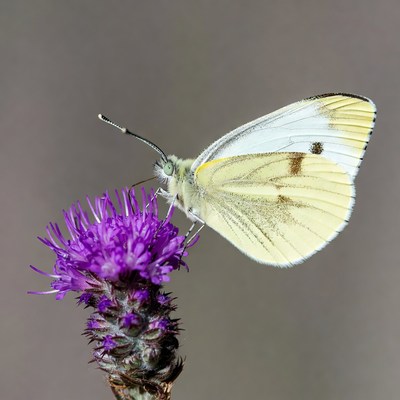 White butterfly on purple thistle