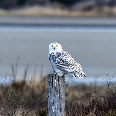Snowy Owl Perched on Post