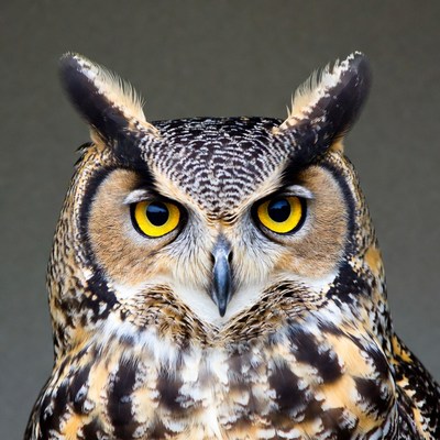 Close-up Great Horned Owl
