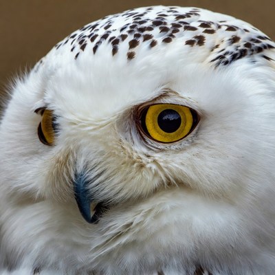 Close-up Snowy Owl Portrait