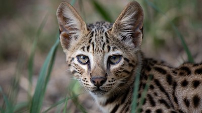Serval Kitten in Grass