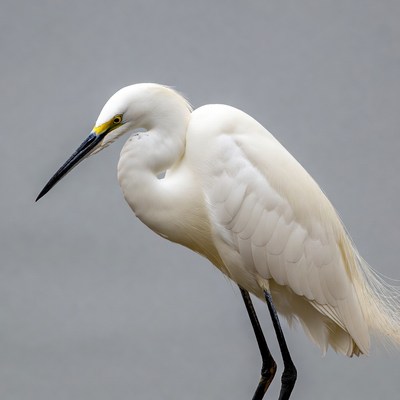 Snowy Egret Standing on Legs