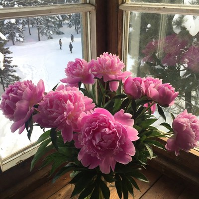 Pink Peonies by Snowy Window