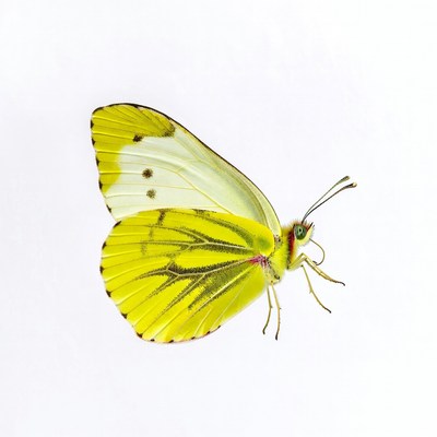 Yellow butterfly on white background
