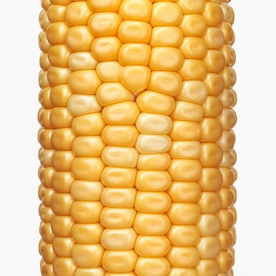 Fresh corn cob isolated