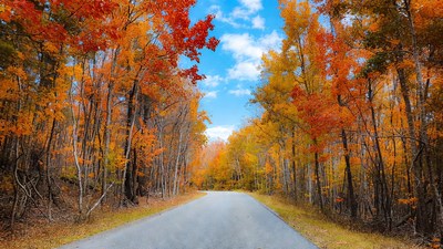Autumn Road Through Orange Forest