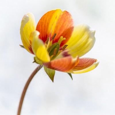 Yellow Orange Tulip Flower Closeup