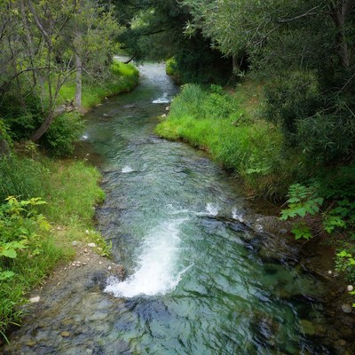 Serene Forest Stream with Flowing Water