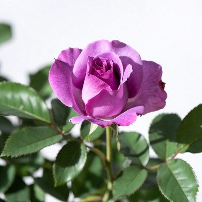 Purple Rose with Green Leaves