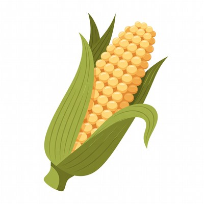 Corn cob illustration