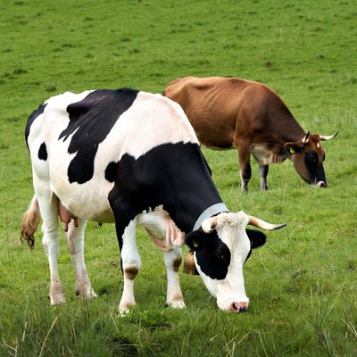 Holstein and Brown Cows Grazing Grass