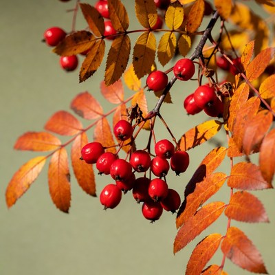 Red Rowan Berries on Autumn Branches