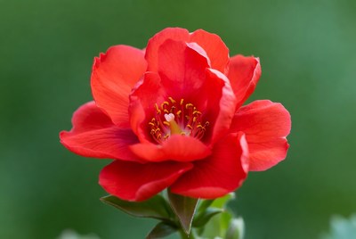 Red Camellia Flower Blooming