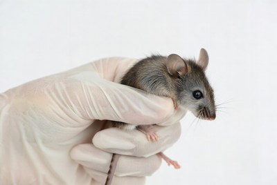 Gloved hand holding baby mouse