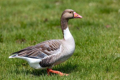 Greylag Goose Standing in Grass