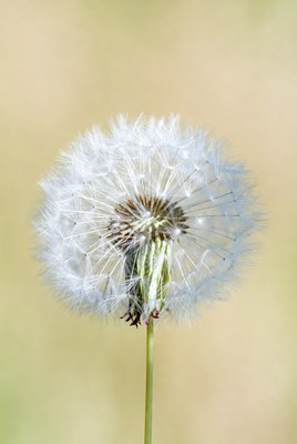 Closeup of white dandelion flower