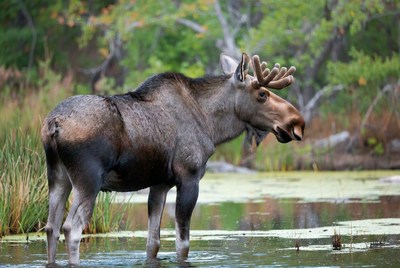 Bull Moose Standing in Marsh