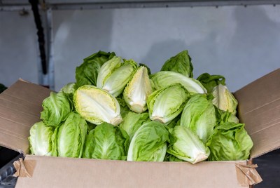 Fresh Lettuce in Cardboard Box