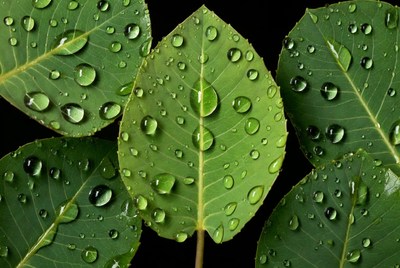 Green leaves with water droplets
